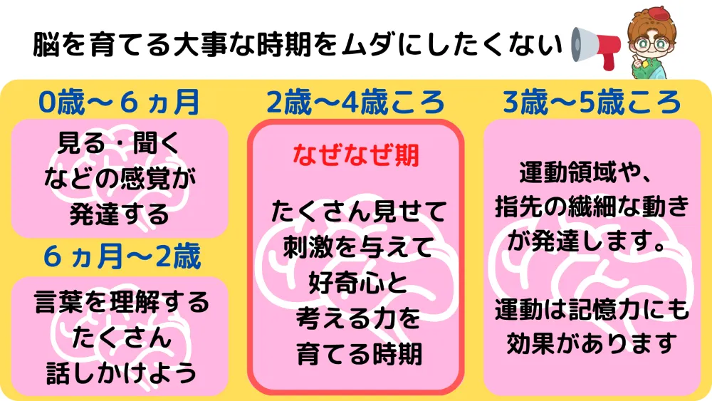 脳の発達について